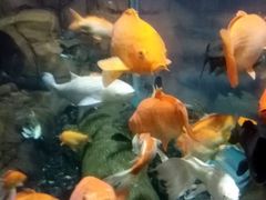 -上海海洋水族馆-停车场