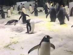 -大连圣亚海洋世界