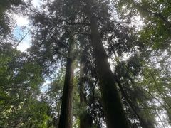 -天目山大树王景区