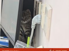 -瑞派·关忠动物医院猫科外科·异宠·24小时转诊中心(祥云店)