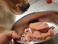 -趣玩宠物乐园寄养训犬训狗游泳池