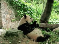 -都江堰中华大熊猫苑
