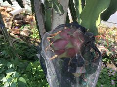 -海堤葡萄园中小学生研学基地