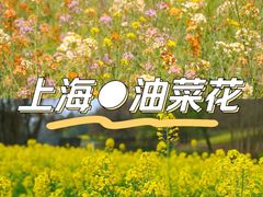 -顾村公园