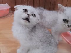 -龟与熊猫宠物公园(南坪店)