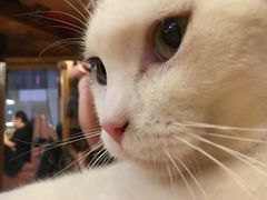 -喵园·猫主题咖啡厅·撸猫·猫咖(国贸店)