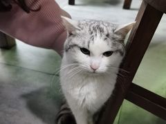 -家烧面馆【南山路知名经典面食】