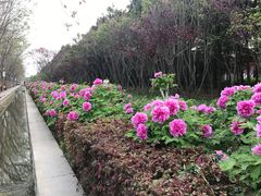 -洛阳市隋唐城遗址植物园