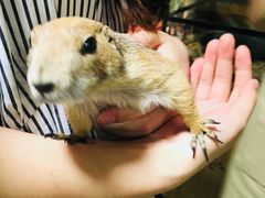 -藦茜花园宠物主题亲子互动体验馆(国顺东路店)