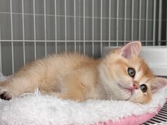 -翊宠yipet猫狗购宠庄园犬舍•猫舍