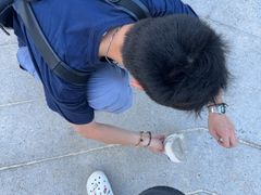 -圣淘沙天际线斜坡滑车