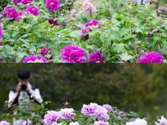 -尚湖风景区
