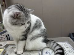 -四月宠物医院·猫专科·心脏专科·内科(转塘店)