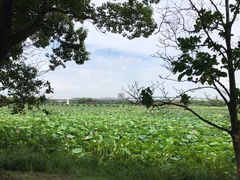 -荷塘月色湿地公园·向阳花洲