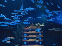 -海合安武汉极地海洋公园