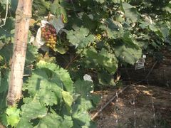 -马陆小张葡萄园农家乐