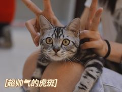 -lincat·猫舍(广州店)