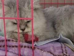 -喜多萌中农锦绣动物医院24H·猫科·牙科MRI·CT