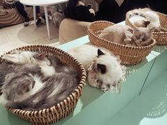 -怪兽屋·羊驼·猫咖·狗咖(俊华广场店)