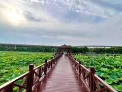-荷塘月色湿地公园·向阳花洲
