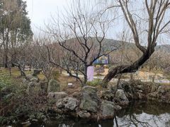-香雪海