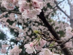 -橼舍鮨青木