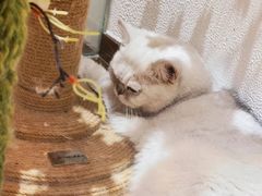 -1013 PET SHOP精品宠物商店(丁香店)