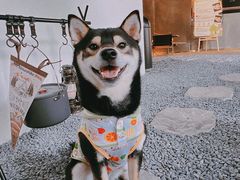 -J Create城市露营咖啡·简餐·宠物(上海动物园店)