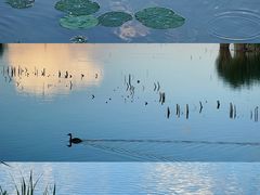 -野鸭湖国家湿地公园