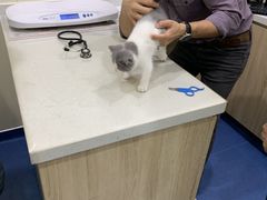-佩兹宠物医院肿瘤专科·眼科·牙科(黄浦店)