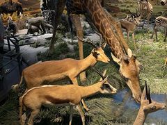 -国家自然博物馆