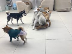 -怪兽屋·羊驼·猫咖·狗咖(俊华广场店)