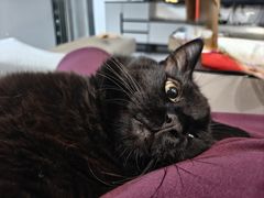 -瑞派名望24h动物医院异宠专科·猫专科·骨科·重症监护分院