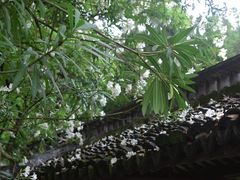 -上海醉白池公园