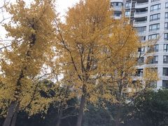 -新湖明珠城