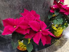 -中国银行(上海市浦东分行营业部)