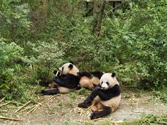 -成都大熊猫繁育研究基地