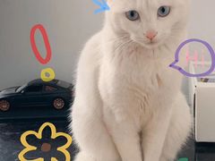 -艾贝尔宠物医院·24H转诊中心·肿瘤猫专科(江宁双龙店)