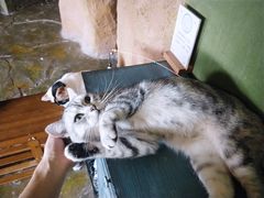 -猫猫幼稚园·撸猫·桌游·电玩