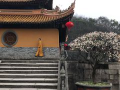 -枣子树·素食餐厅(普陀山店)