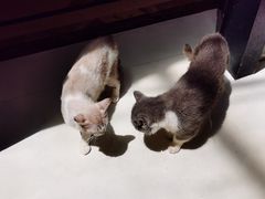 -猫色咖啡·猫咖