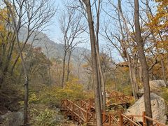 -大岭沟猕猴桃谷风景区