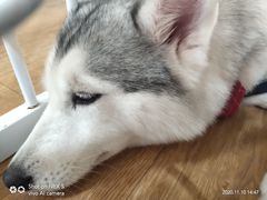 桃心-Husky Go! 哈士奇体验馆·宠物咖啡厅狗咖