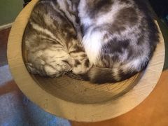 -李小姐の猫咖啡馆(五角场店)