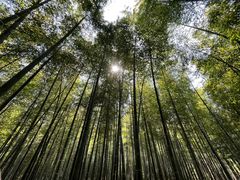 -宜兴龙背山森林公园
