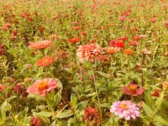 -皇粮浜湿地公园