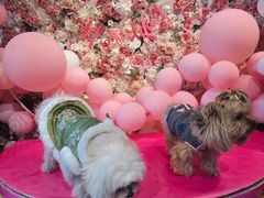 -百好乐宠物友好餐厅(朝外大街店)