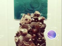 -贝壳王国博物馆