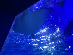 -江和美海洋公园