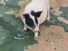 -栾川竹海野生动物园